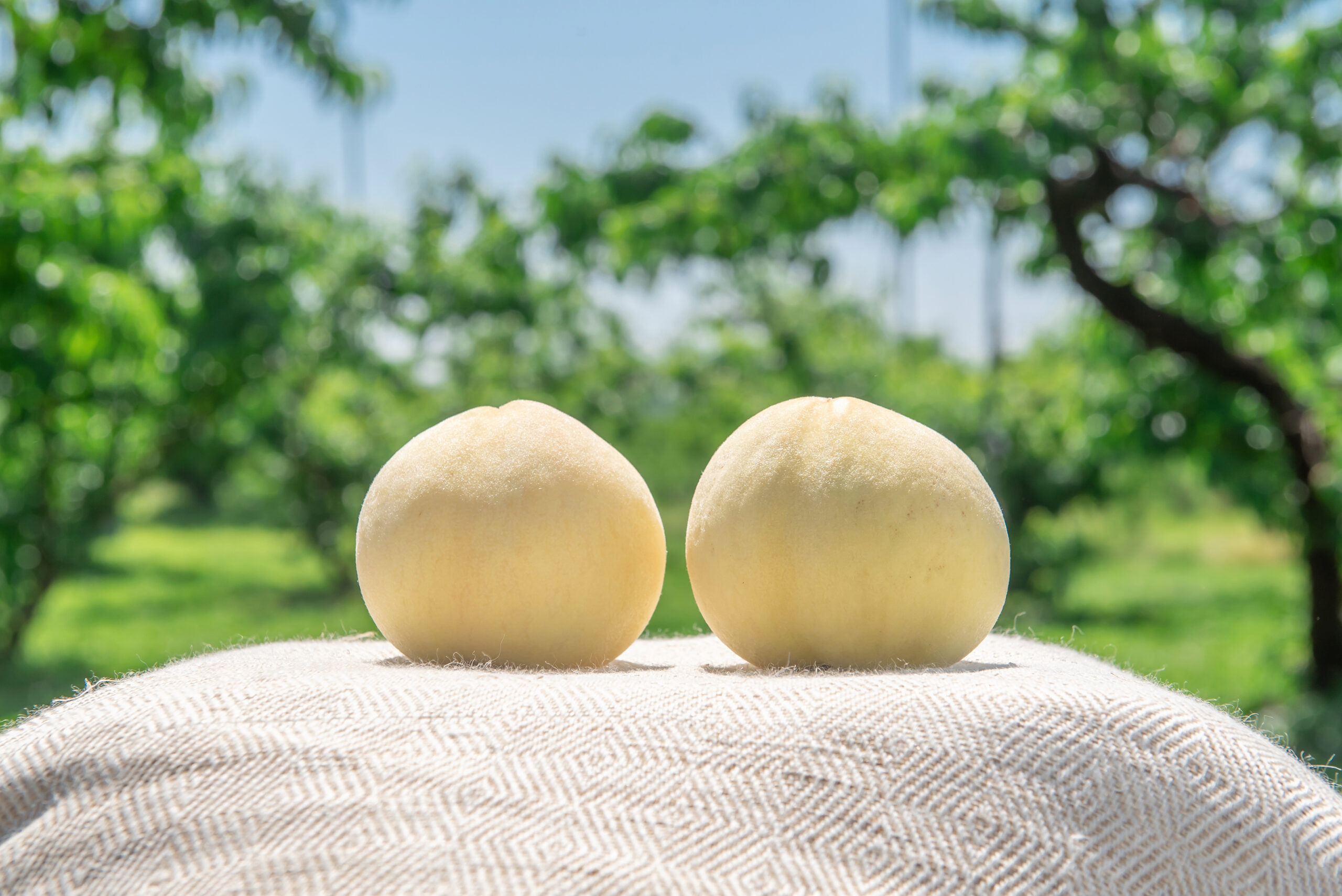 岡山の夏といえば桃！ - Local Treasures（ローカルトレジャーズ